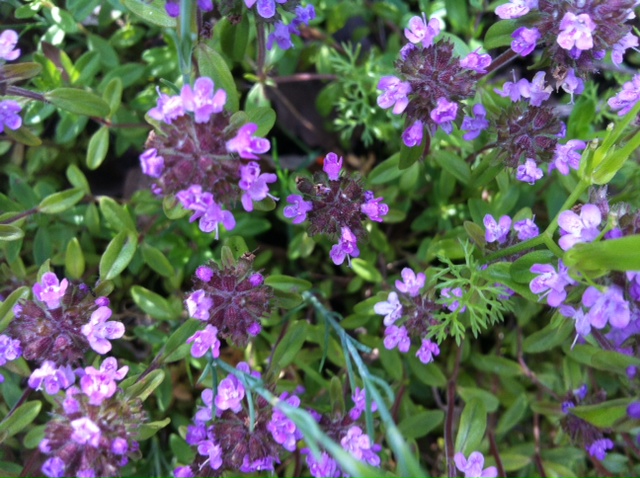 Thymus vulgaris??